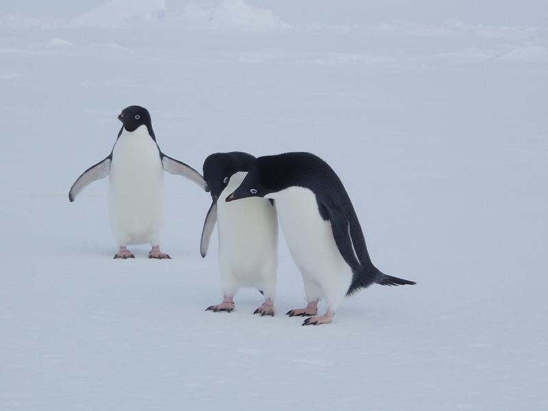 Adelie penguins 14.JPG